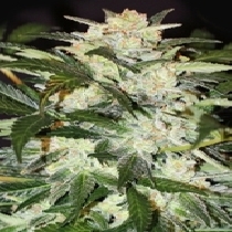 Monster Mash Auto Feminised (Exotic Seeds) Cannabis Seeds