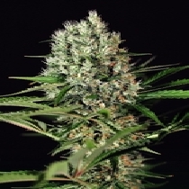 Quick Mass Feminised (Exotic Seeds) Cannabis Seeds