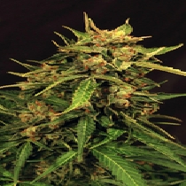 Russian Automatic Feminised (Exotic Seeds) Cannabis Seeds