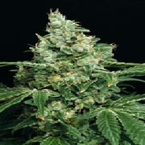 Sir Jack Auto Feminised (Exotic Seeds) Cannabis Seeds