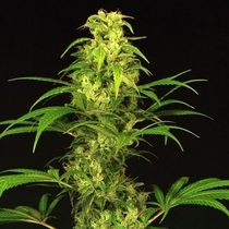 Spicy Bitch Feminised (Exotic Seeds) Cannabis Seeds