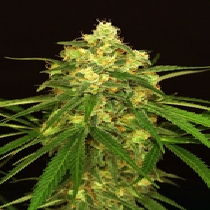 Tangerine Kush Regular (Exotic Seeds) Cannabis Seeds