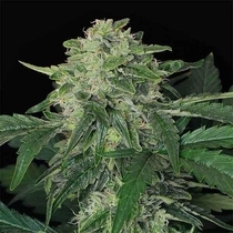 Triple A Auto Feminised (Exotic Seeds) Cannabis Seeds
