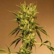 White Jewel Regular (Exotic Seeds) Cannabis Seeds