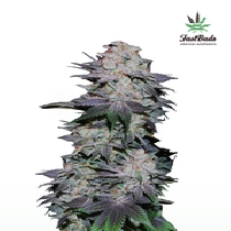 Blackberry Auto (Fast Buds) Cannabis Seeds