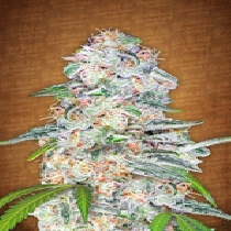 Blue Dream Auto (matic) (Fast Buds Seeds) Cannabis Seeds