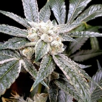 El Fuego (DNA Genetics Seeds) Cannabis Seeds