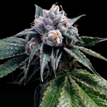 Lemon Walker (DNA Genetics Seeds) Cannabis Seeds