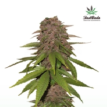 C4-matic Auto (Fast Buds Seeds) Cannabis Seeds