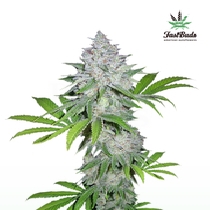 California Snow Auto (Fast Buds Seeds) Cannabis Seeds
