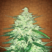 CBD Auto 1:1 (CBD Crack) (Fast Buds Seeds) Cannabis Seeds