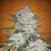Cream Cookies Auto (Fast Buds Seeds) Cannabis Seeds