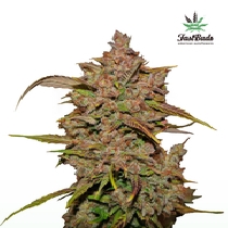 Crystal Meth Auto (Fast Buds Seeds) Cannabis Seeds
