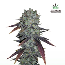 Fastberry Auto (Fast Buds Seeds) Cannabis Seeds