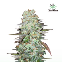 G14 Auto (Fast Buds Seeds) Cannabis Seeds