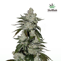 Girl Scout Cookies Auto (Fast Buds Seeds) Cannabis Seeds