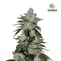 Cookies Auto ( Formely Girl Scout Cookies Auto (Fast Buds Seeds) Cannabis Seeds