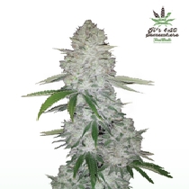 Gorilla Glue Auto (Fast Buds Seeds) Cannabis Seeds