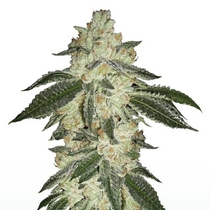 Green Crack Auto (Fast Buds) Cannabis Seeds