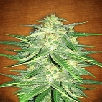 Lemon AK Auto (Fast Buds Seeds) Cannabis Seeds