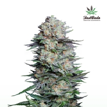 Mexican Airlines Auto (Fast Buds Seeds) Cannabis Seeds