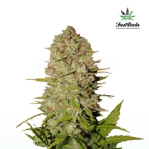 Pineapple Express Auto (Fast Buds Seeds) Cannabis Seeds