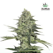 Rhino Ryder Auto (Fast Buds Seeds) Cannabis Seeds