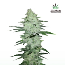 Six Shooter Auto (Fast Buds) Cannabis Seeds