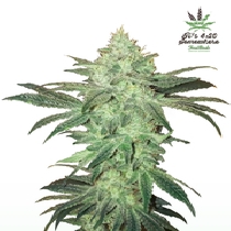Stardawg Auto (Fast Buds Seeds) Cannabis Seeds