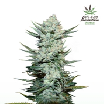 Tangie'matic Auto (Fast Buds Seeds) Cannabis Seeds