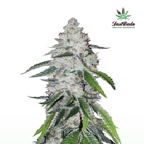 West Coast OG Auto (Fast Buds) Cannabis Seeds