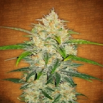 Zkittlez Auto (Fast Buds Seeds) Cannabis Seeds