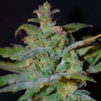 Auto AK (Female Seeds) Cannabis Seeds