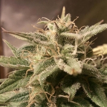 Auto Bubble (Female Seeds) Cannabis Seeds