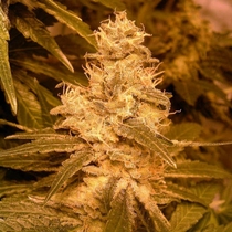 Auto Kush (Female Seeds) Cannabis Seeds