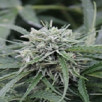 Auto NL (Female Seeds) Cannabis Seeds