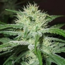Auto Speed Bud (Female Seeds) Cannabis Seeds