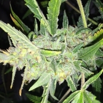 Auto White Widow x Big Bud (Female Seeds) Cannabis Seeds
