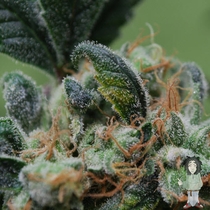 Blueberry Cheesecake (Female Seeds) Cannabis Seeds
