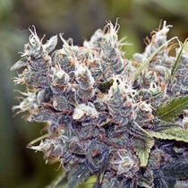 BubbleGummer (Female Seeds) Cannabis Seeds