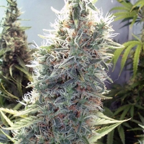 C99 (Female Seeds) Cannabis Seeds