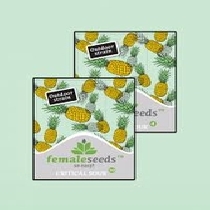 Critical Sour (Female Seeds) Cannabis Seeds