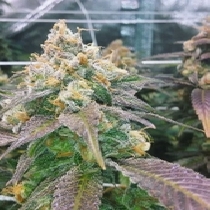 Dream Berry (Female Seeds) Cannabis Seeds