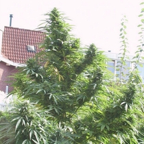 Easy Sativa (Female Seeds) Cannabis Seeds