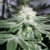 Ice (Female Seeds) Cannabis Seeds