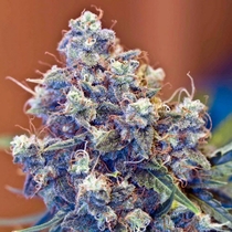 Iced Grapefruit (Female Seeds) Cannabis Seeds