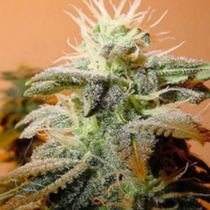 Indoor Mix (Female Seeds) Cannabis Seeds