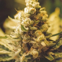 Lemon Kush (Female Seeds) Cannabis Seeds
