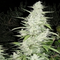 Maroc (Female Seeds) Cannabis Seeds