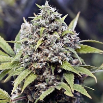 Pure AK (Female Seeds) Cannabis Seeds